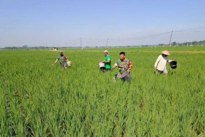 Personel TNI Bantu Petani proses pemupukan di Sragen, (2/5/2025). (Koramil 12/Gesi Kodim 0725/Sragen/ho)