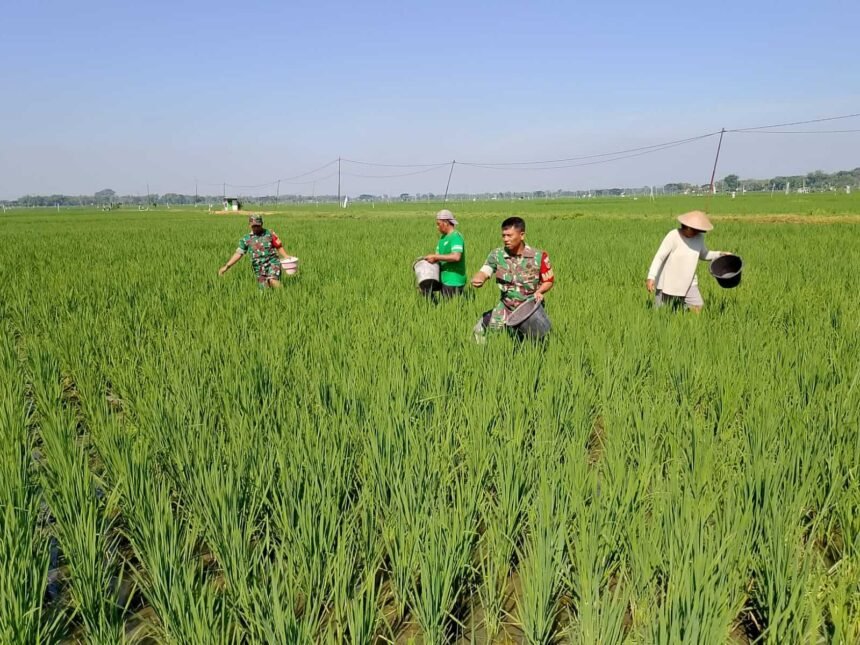 Personel TNI Bantu Petani proses pemupukan di Sragen, (2/5/2025). (Koramil 12/Gesi Kodim 0725/Sragen/ho)