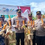 Panen raya jagung di kawasan peternakan Dusun Sugitannga II, Desa Pa'bentengan, Kecamatan Bajeng, Kabupaten Gowa, (16/5/2025).