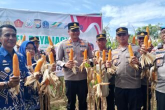 Panen raya jagung di kawasan peternakan Dusun Sugitannga II, Desa Pa'bentengan, Kecamatan Bajeng, Kabupaten Gowa, (16/5/2025).