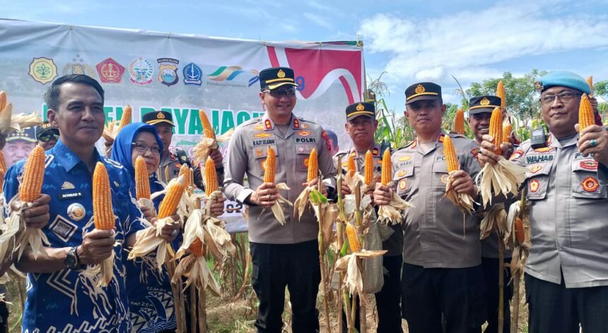 Panen raya jagung di kawasan peternakan Dusun Sugitannga II, Desa Pa'bentengan, Kecamatan Bajeng, Kabupaten Gowa, (16/5/2025).