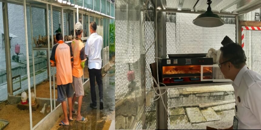 Lapas Salemba budidaya ayam kampung demi ketahanan pangan, Juni 2025.