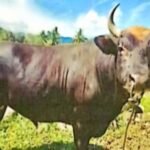 Sumbangan sapi kurban Presiden Prabowo ke Kabupaten Enrekang menjelang Idul Adha 2025.