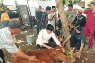 Pemotongan hewan kurban secara massal yang dipimpin langsung oleh Kapolres Gowa, AKBP Muhammad Aldy Sulaiman, (6/6/2025).