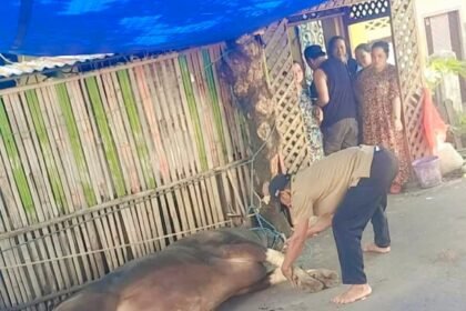 Keluarga di Makassar peringati Idul Adha dengan qurban untuk orang tua yang telah wafat, (6/6/2025).