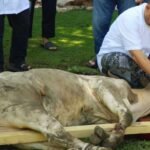 Rutan Medan peringati Idul Adha dengan sembilan ekor hewan kurban, (6/6/2025).