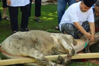 Rutan Medan peringati Idul Adha dengan sembilan ekor hewan kurban, (6/6/2025).