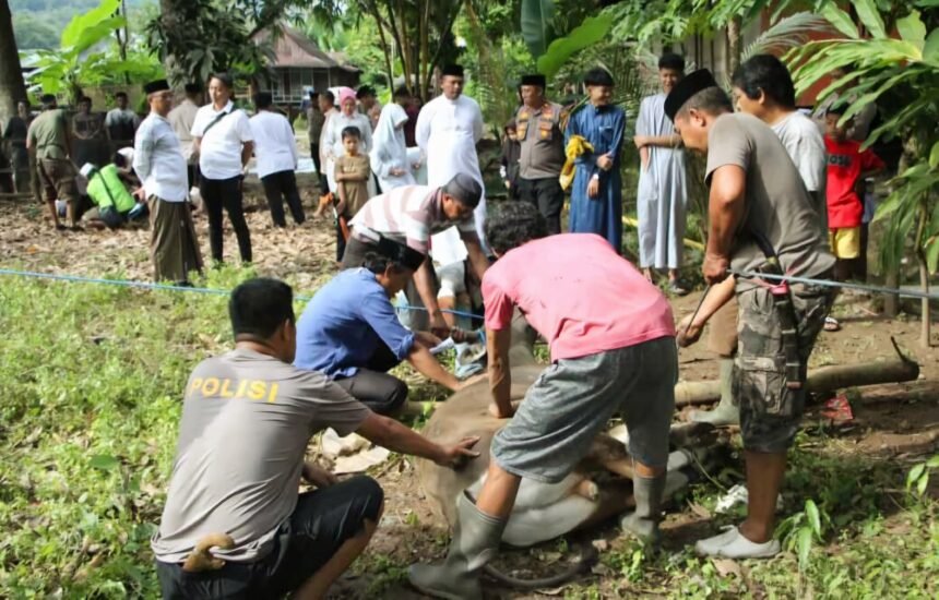 Polres Enrekang menggelar proses penyembelihan hewan kurban di hari raya Idul Adha, 6 Juni 2025.