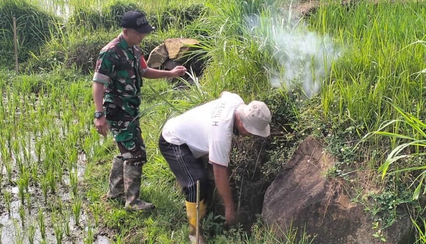 Petani dan TNI di Boyolali berburu tikus sawah, Juni 2025. (koramil 05 ampel/ho/mp)