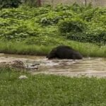 Tampak babi hutan mandi di jalan rusak Namlea, (1/7/2025).