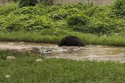 Tampak babi hutan mandi di jalan rusak Namlea, (1/7/2025).