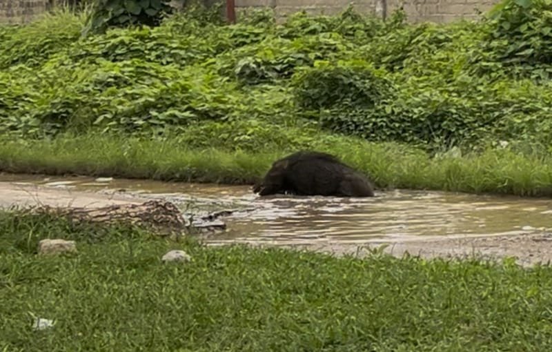 Tampak babi hutan mandi di jalan rusak Namlea, (1/7/2025).