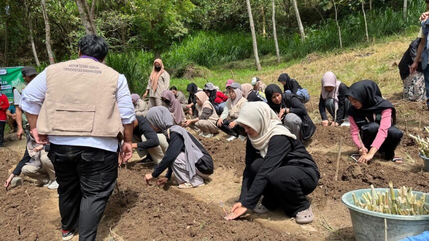 Mahasiswa PPK Ormawa Himakaha Fakultas Kedokteran Universitas Hasanuddin menanam stek hijauan pakan ternak di Desa Pattiro Deceng, Maros, Sulawesi Selatan, Sabtu, 9 Agustus 2025. Kegiatan ini menjadi bagian dari peluncuran Lahan Hijauan Pakan Ternak untuk mendukung keberlanjutan peternakan desa.