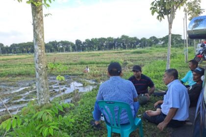Petani dan pengurus Tani Merdeka Indonesia Deli Serdang berdiskusi di tepi areal panen raya di Desa Sena, Deli Serdang, Rabu (3/9/2025). Program Demplot Tani Merdeka memanfaatkan lahan tidur menjadi produktif untuk mendukung ketahanan pangan.