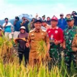 Bupati Enrekang, Muh. Yusuf Ritangnga, memotong padi perdana bersama warga pada panen raya di Desa Buttu Batu, Kecamatan Enrekang, Selasa, 16 September 2025. Dalam kesempatan itu, pemerintah daerah menyerahkan bantuan mesin pertanian kepada petani setempat.