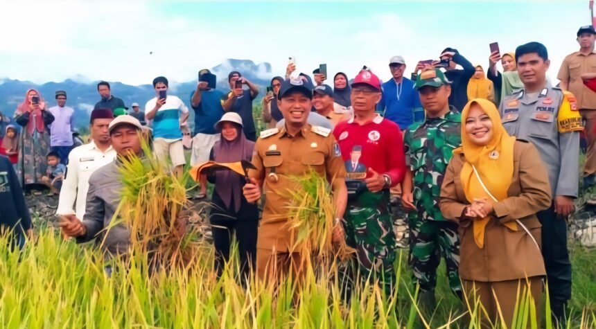 Bupati Enrekang, Muh. Yusuf Ritangnga, memotong padi perdana bersama warga pada panen raya di Desa Buttu Batu, Kecamatan Enrekang, Selasa, 16 September 2025. Dalam kesempatan itu, pemerintah daerah menyerahkan bantuan mesin pertanian kepada petani setempat.