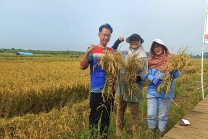 Dari lahan asin jadi panen padi: Hasil panen padi dari program Padi Biosalin di pesisir Jawa Tengah. Inisiatif ini memungkinkan lahan dengan kadar garam tinggi tetap produktif. 