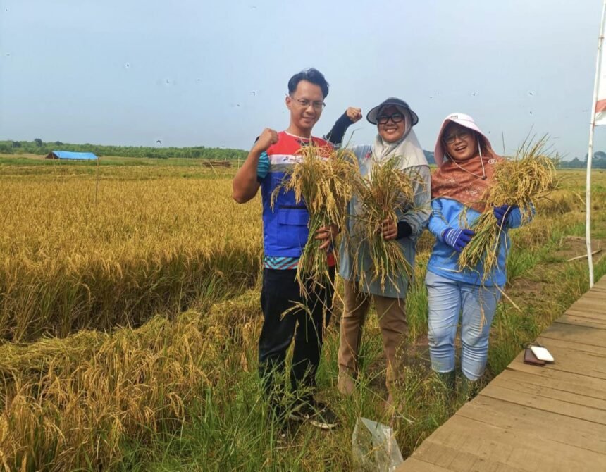 Dari lahan asin jadi panen padi: Hasil panen padi dari program Padi Biosalin di pesisir Jawa Tengah. Inisiatif ini memungkinkan lahan dengan kadar garam tinggi tetap produktif. 