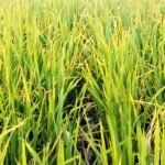 Padi biosalin—varietas padi yang tahan kadar garam tinggi.