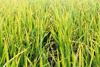 Padi biosalin—varietas padi yang tahan kadar garam tinggi.