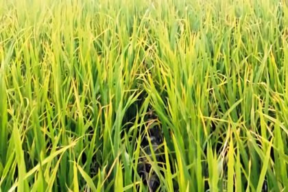 Padi biosalin—varietas padi yang tahan kadar garam tinggi.