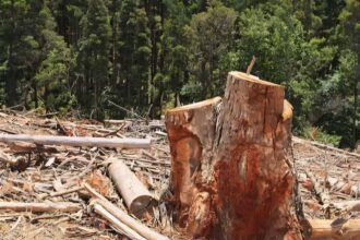 Bekas penebangan hutan yang menyisakan tunggul dan batang kayu, mencerminkan ancaman deforestasi serta perlunya alternatif ramah lingkungan seperti BioStrong Wood.