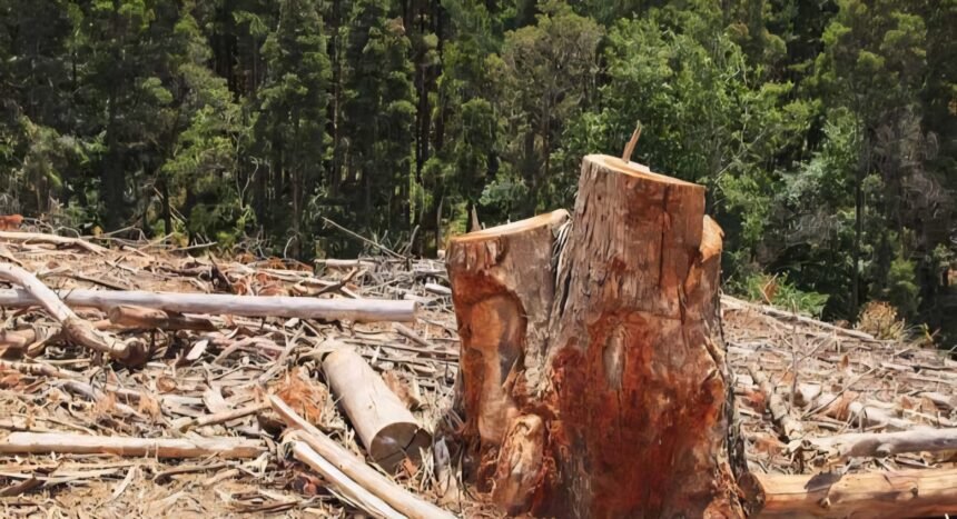 Bekas penebangan hutan yang menyisakan tunggul dan batang kayu, mencerminkan ancaman deforestasi serta perlunya alternatif ramah lingkungan seperti BioStrong Wood.