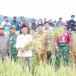 Pemkab Enrekang bersama petani dan aparat setempat saat panen padi, simbol komitmen pemerintah daerah memperkuat ketahanan pangan melalui program Jaminan Gagal Panen.