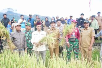 Pemkab Enrekang bersama petani dan aparat setempat saat panen padi, simbol komitmen pemerintah daerah memperkuat ketahanan pangan melalui program Jaminan Gagal Panen.