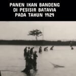 Ikan bandeng bagi masyarakat Betawi bukan sekadar pangan, tapi lambang keberuntungan dan kemakmuran yang diwariskan lintas generasi. (Indonesia Masa Lampau/HO)