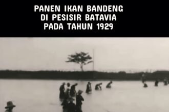 Ikan bandeng bagi masyarakat Betawi bukan sekadar pangan, tapi lambang keberuntungan dan kemakmuran yang diwariskan lintas generasi. (Indonesia Masa Lampau/HO)