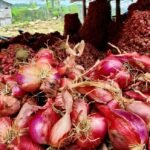 Tumpukan bawang merah hasil panen petani Enrekang yang kini dilirik Pemerintah Kota Banjarmasin sebagai komoditas kerja sama antar daerah.