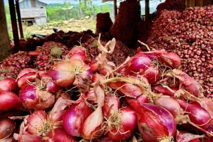 Tumpukan bawang merah hasil panen petani Enrekang yang kini dilirik Pemerintah Kota Banjarmasin sebagai komoditas kerja sama antar daerah.