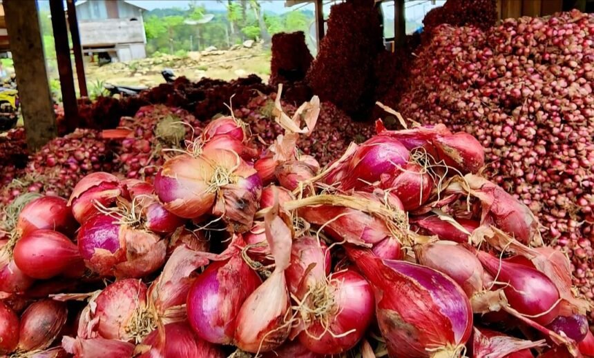 Banjarmasin Lirik Bawang Merah Enrekang: Kolaborasi Daerah untuk Kendalikan Inflasi 1 Tumpukan bawang merah hasil panen petani Enrekang yang kini dilirik Pemerintah Kota Banjarmasin sebagai komoditas kerja sama antar daerah.