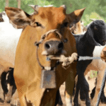 Ilustrasi: Peternak binaan BAZNAS menggiring sapi dan kambing di Balai Ternak Sulawesi Selatan, bagian dari program zakat produktif untuk kemandirian ekonomi umat, Rabu (12/11/2025). (mediapesancom)