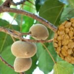 Kolase: Pohon dan hasil buah kemiri. (dok. mediapesancom)