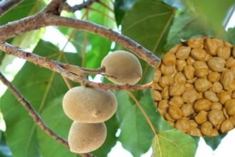 Kolase: Pohon dan hasil buah kemiri. (dok. mediapesancom)