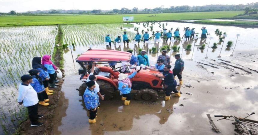 Petani dan pemangku kepentingan mengikuti uji tanam padi biosalin di lahan pesisir Jepara, Jawa Tengah, sebagai upaya mengatasi dampak intrusi air laut dan perubahan iklim terhadap ketahanan pangan.