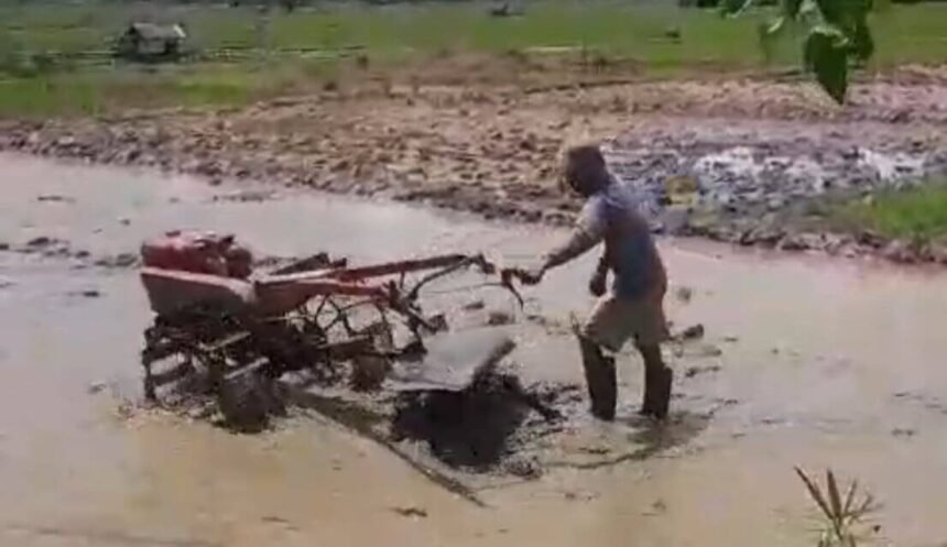 Seorang petani di Sebrang Sungai tetap mengolah sawah berlumpur dengan traktor roda dua, di tengah keterbatasan alsintan yang tersedia, Kamis (4/12/2025).