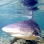 Hiu Gangga langka kembali ditemukan di Sungai Sesayap, Kaltara. Temuan 43 spesimen ini disebut menjadi harapan baru bagi konservasi hiu air tawar paling langka di dunia.
