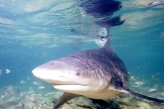 Hiu Gangga langka kembali ditemukan di Sungai Sesayap, Kaltara. Temuan 43 spesimen ini disebut menjadi harapan baru bagi konservasi hiu air tawar paling langka di dunia.