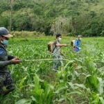 Enrekang siapkan asuransi gagal panen jagung untuk pelaksanaan asuransi jagung pada periode tanam Oktober-Maret (2026-2027).