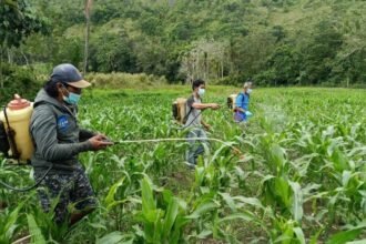 Enrekang siapkan asuransi gagal panen jagung untuk pelaksanaan asuransi jagung pada periode tanam Oktober-Maret (2026-2027).