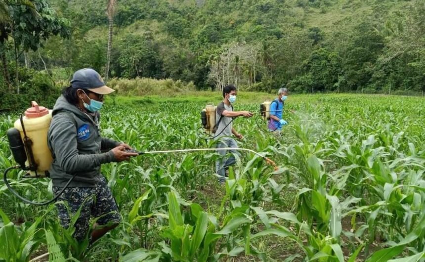 Enrekang siapkan asuransi gagal panen jagung untuk pelaksanaan asuransi jagung pada periode tanam Oktober-Maret (2026-2027).