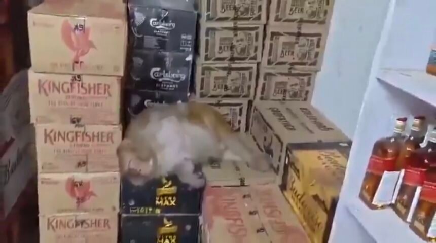 Seekor monyet tertidur di lokasi setelah meminum minuman yang diambil dari dalam toko, Minggu (27/9/2026). (sputnik/ho)
