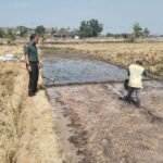 Babinsa Koptu Agung Leksono mendampingi petani melakukan penyemaian benih padi di Kelurahan Ngembat Padas, Sragen, Kamis (22/10/2026).