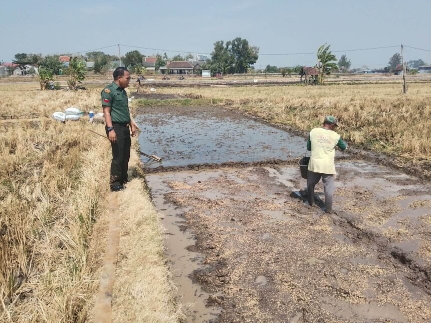 Babinsa Koptu Agung Leksono mendampingi petani melakukan penyemaian benih padi di Kelurahan Ngembat Padas, Sragen, Kamis (22/10/2026).