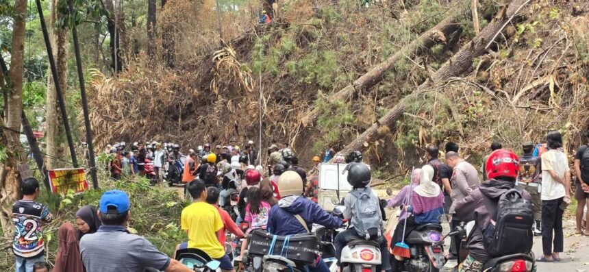 Pohon Pinus tumbang putuskan jalan poros Malino, Kabupaten Gowa hingga terjadi antrean kendaraan sekitar satu kilometer, Sabtu (31/10/2026). (ft/polrestagowa/ho/mp)